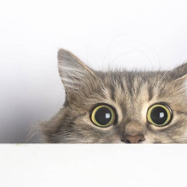 Curiosity didn’t kill the cat, it made sense of the world