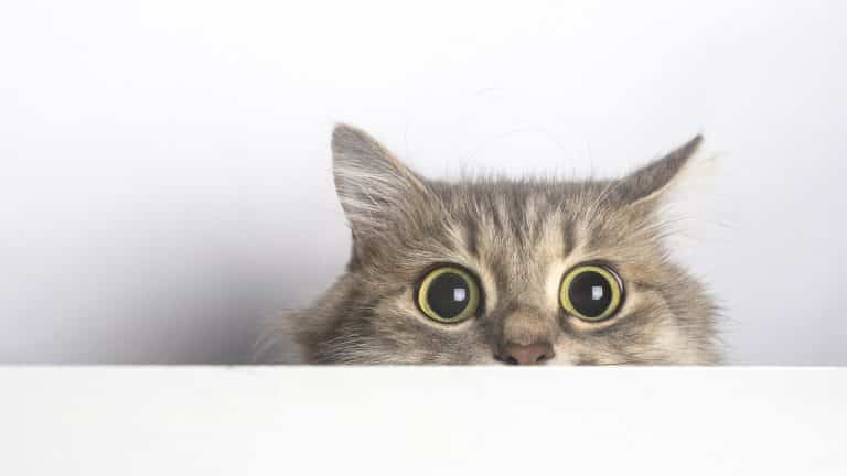 Curiosity didn’t kill the cat, it made sense of the world