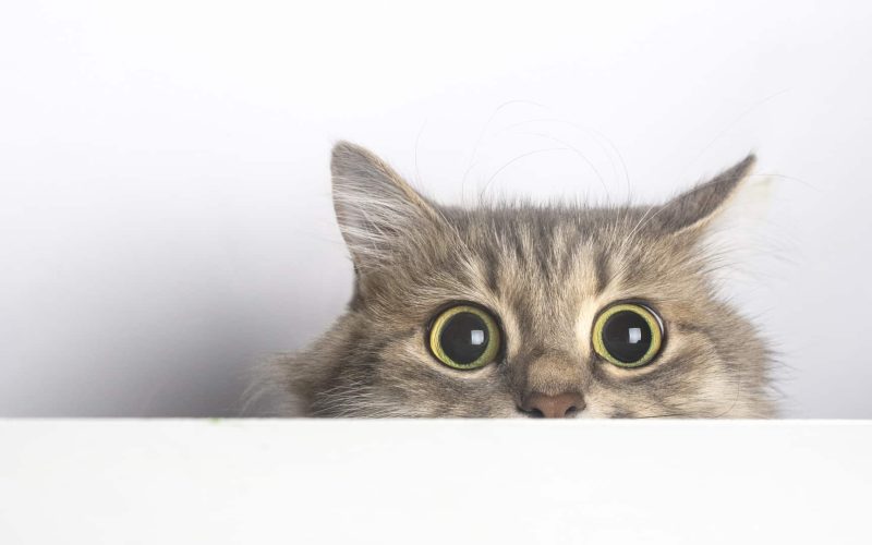 Curiosity didn’t kill the cat, it made sense of the world